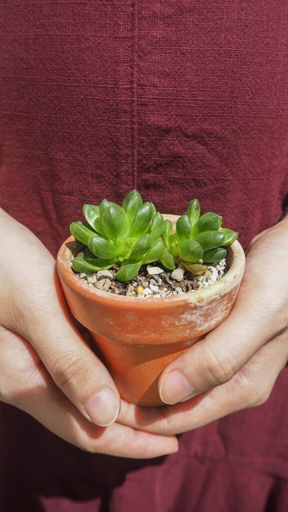 gb508e786409b28d6c4f11df5fb65e223a8d760ddc8cd8a765c063a711354e56efcd30b1149c4485c25bd62d660c2caaad7f6737620cef34661b8976ea161d5ad 1280 6523039 succulent, plant, nature, seed